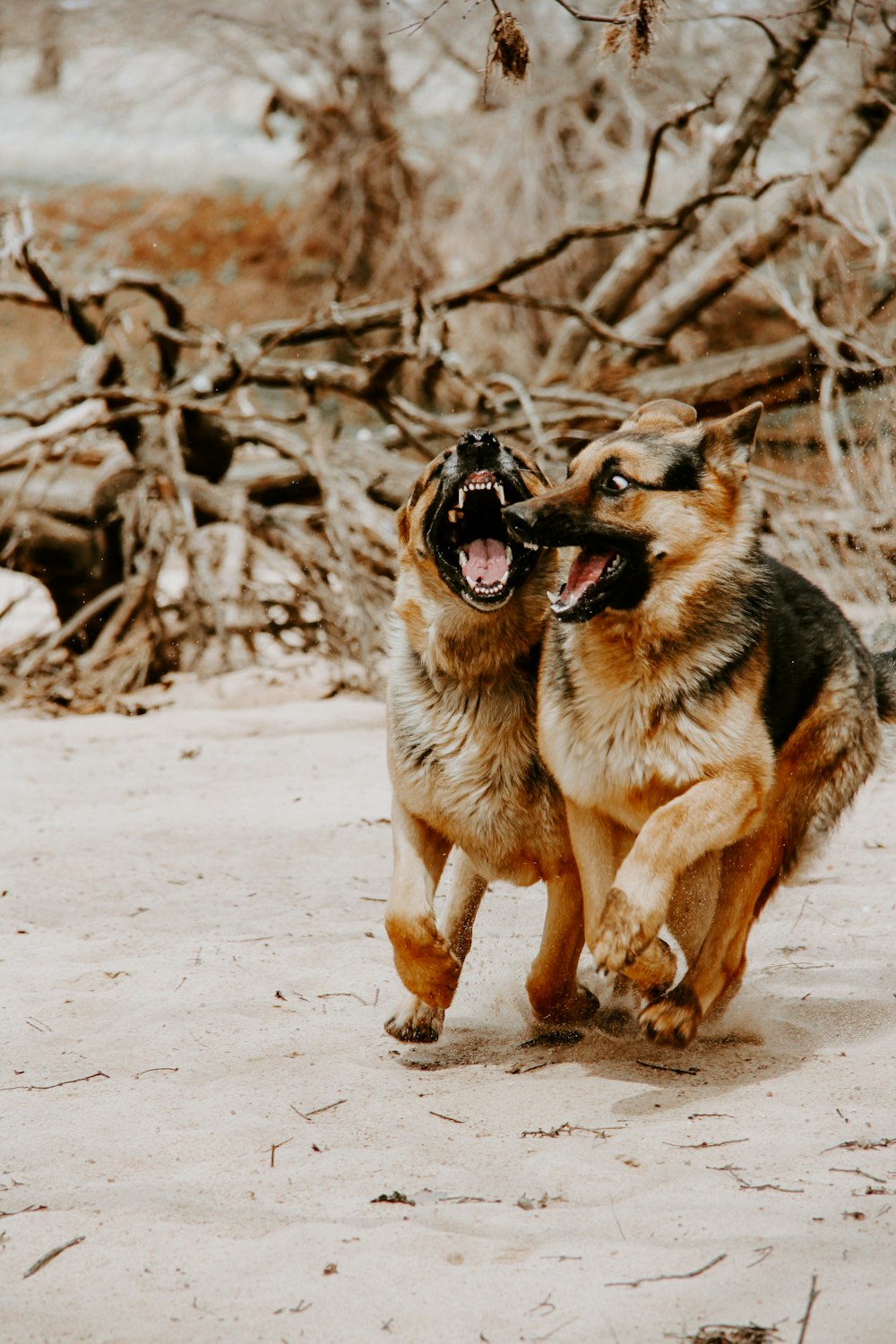 brown and black german shepherd running on snow covered ground during daytime