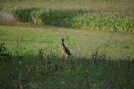 A rabbit is seen in the middle of a lush, green meadow. The grass is dotted with small wildflowers, and the background shows a field or crops in varying shades of green. The lighting suggests either morning or late afternoon, casting a serene and natural atmosphere.
