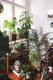 A bright, airy indoor space filled with lush green potted plants on wooden shelves.