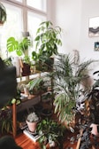 A cozy indoor space filled with a variety of vibrant green potted plants arranged on wooden shelving units. The room is brightened by natural light streaming through large windows, casting a soft glow on the plants. The floor and shelves are made of warm-toned wood, adding to the earthy and inviting atmosphere.