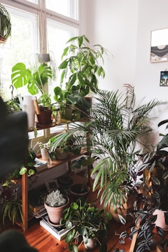A cozy indoor space filled with a variety of vibrant green potted plants arranged on wooden shelving units. The room is brightened by natural light streaming through large windows, casting a soft glow on the plants. The floor and shelves are made of warm-toned wood, adding to the earthy and inviting atmosphere.