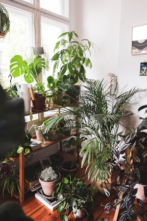 A cozy indoor space filled with a variety of vibrant green potted plants arranged on wooden shelving units. The room is brightened by natural light streaming through large windows, casting a soft glow on the plants. The floor and shelves are made of warm-toned wood, adding to the earthy and inviting atmosphere.