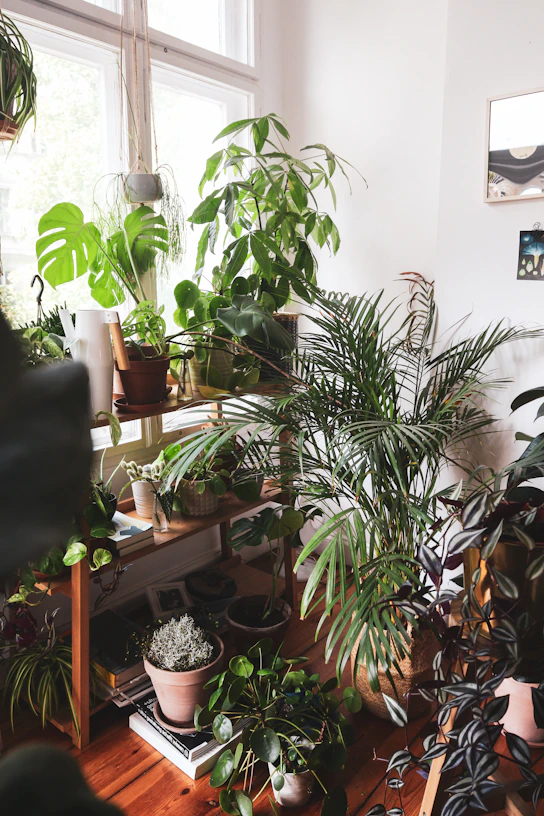 A cozy indoor corner bathed in natural light, featuring verdiaura's lush green plants arranged thoughtfully on wooden shelves.