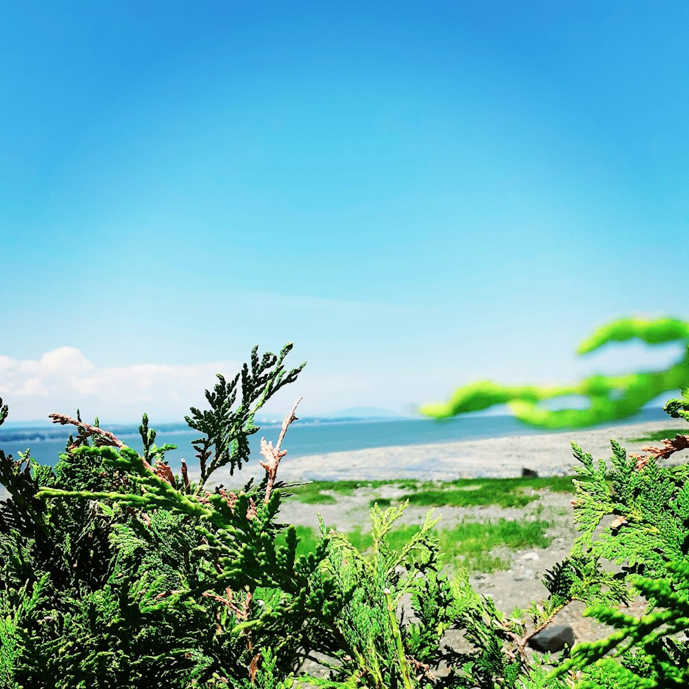 green plant on gray sand near body of water during daytime