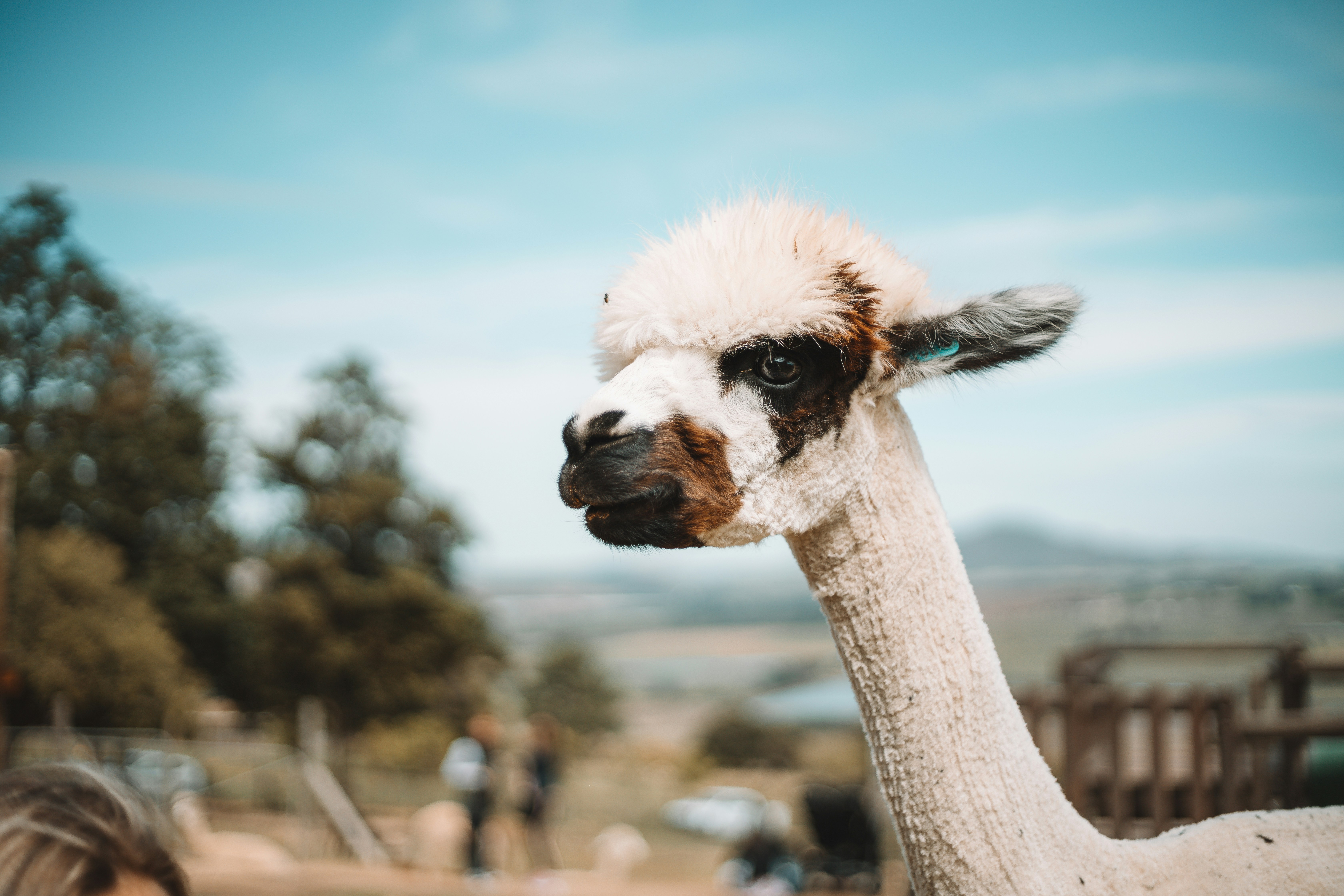 Alpaca on a farm.