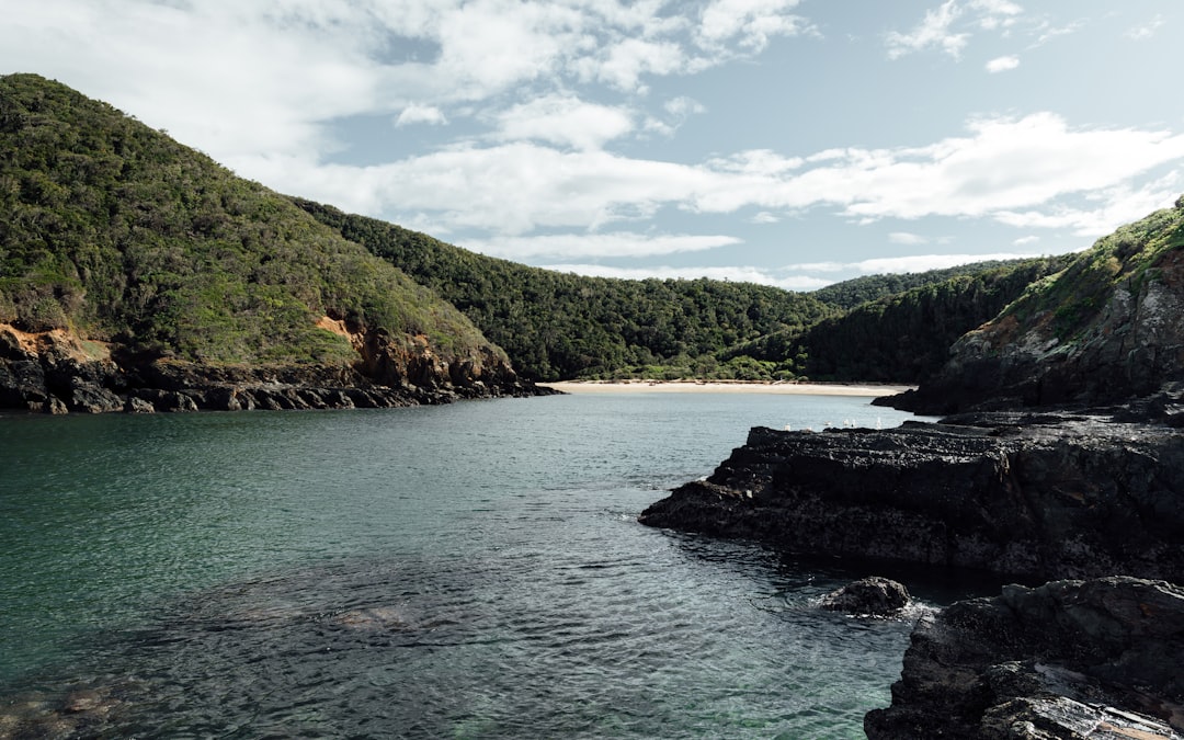 green trees on mountain beside body of water during daytime