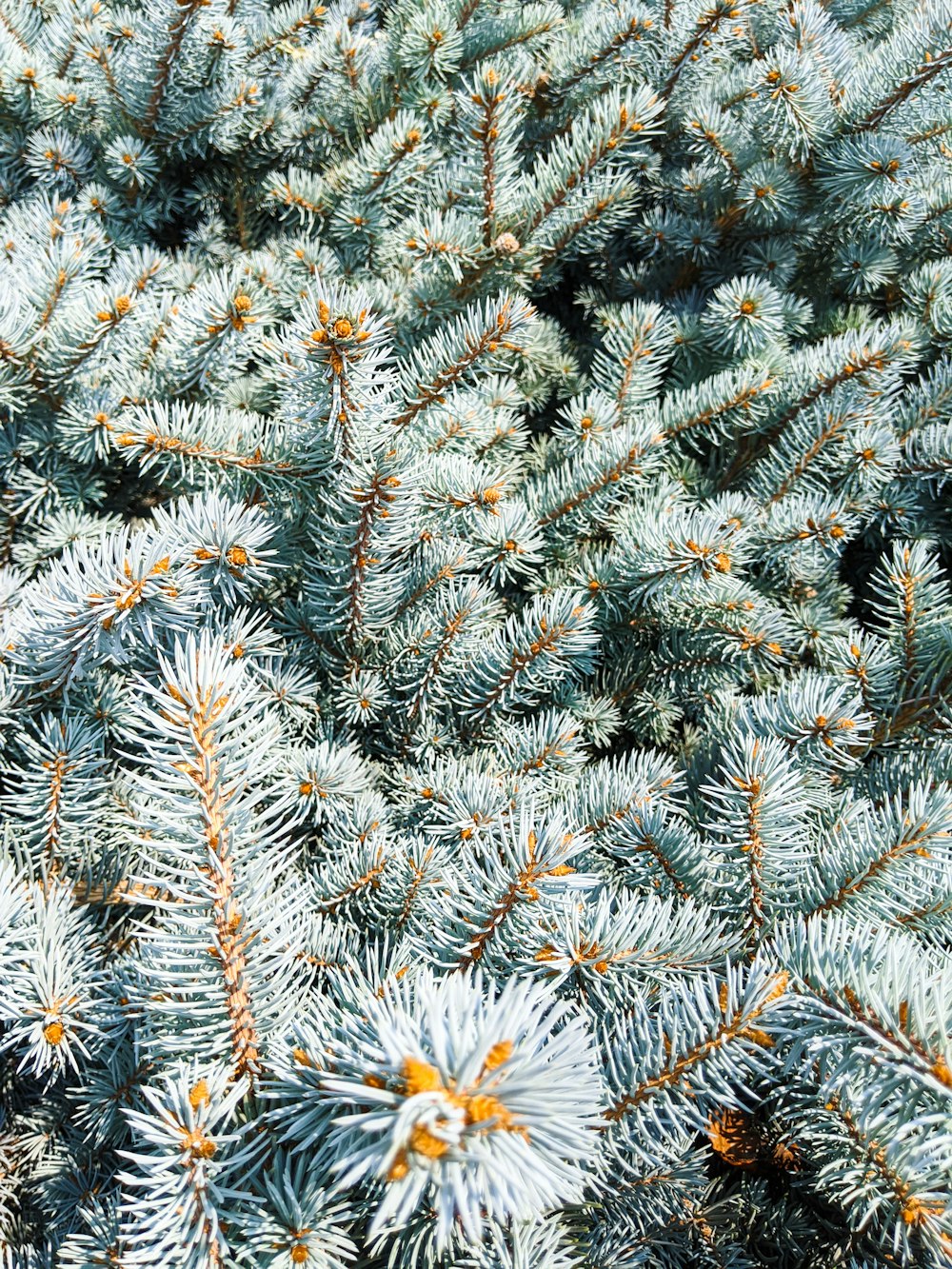 white and yellow flowers on green pine tree