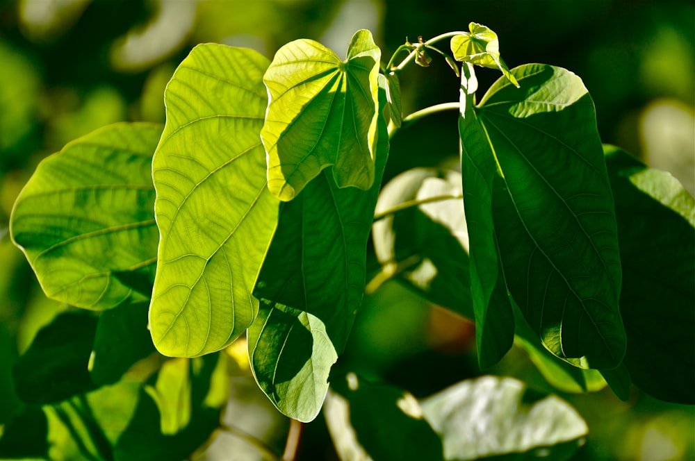 green leaves in tilt shift lens photo – Free Araranguá Image on Unsplash