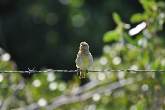 white and brown bird on brown wooden stick during daytime in Araranguá Brasil