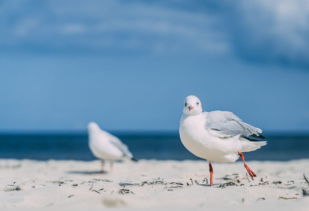 white and gray bird on brown sand near body of water during daytime