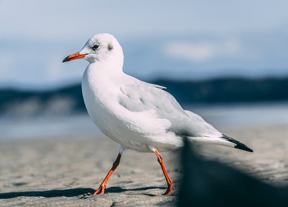 white bird on brown wooden stick