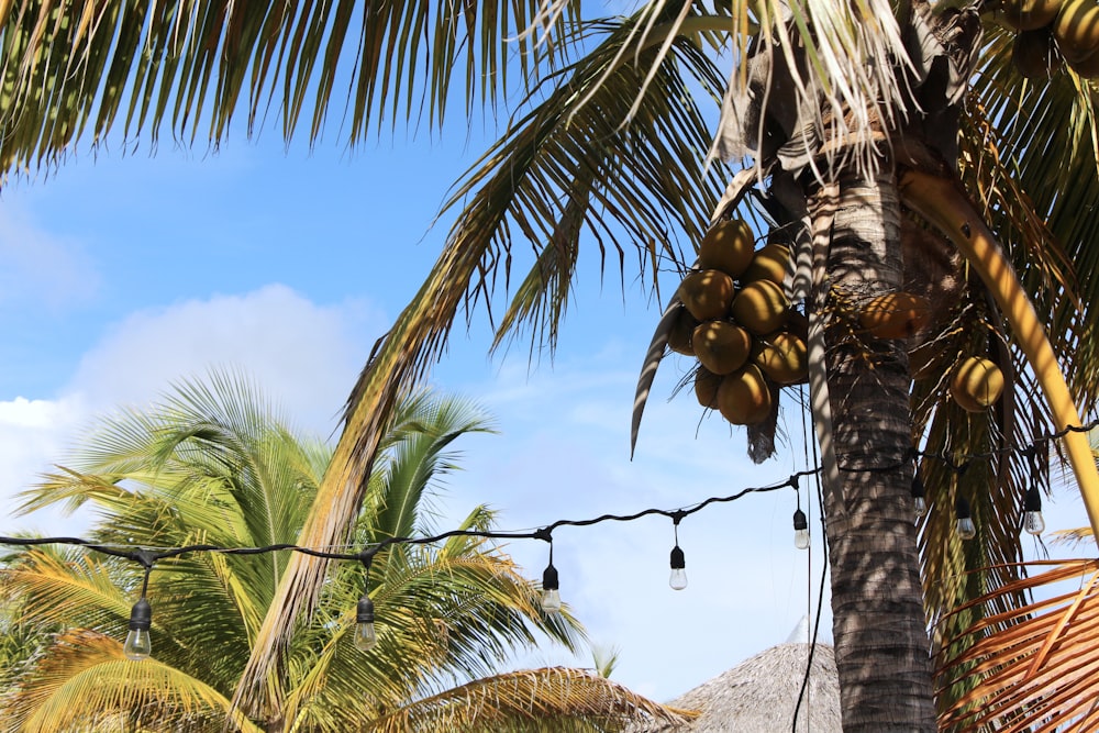 coconut tree under blue sky during daytime