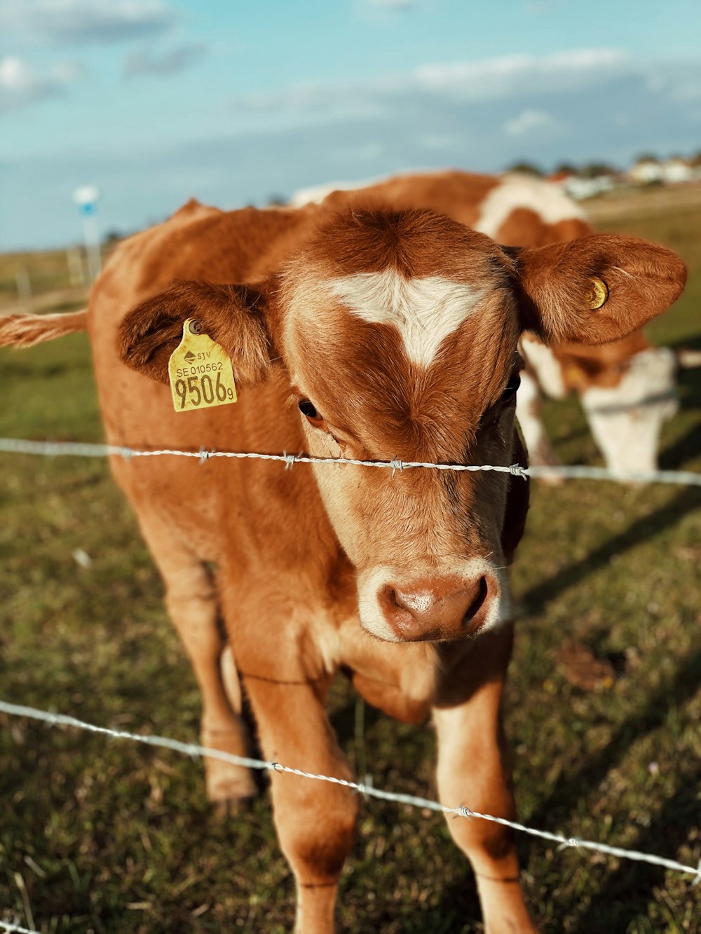 brown cow on green grass field during daytime