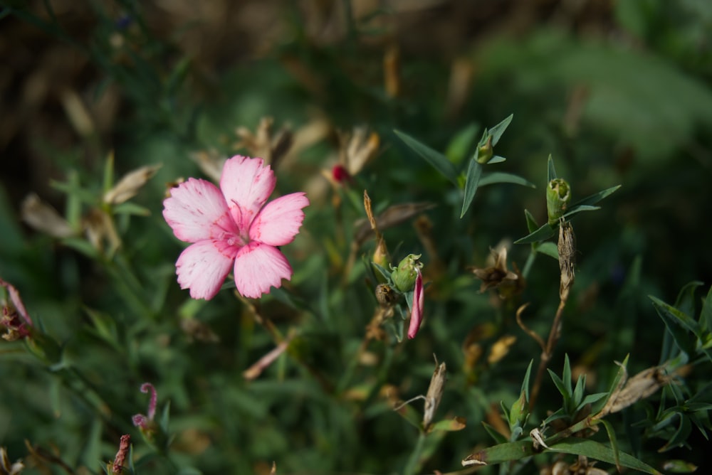 pink flower in tilt shift lens