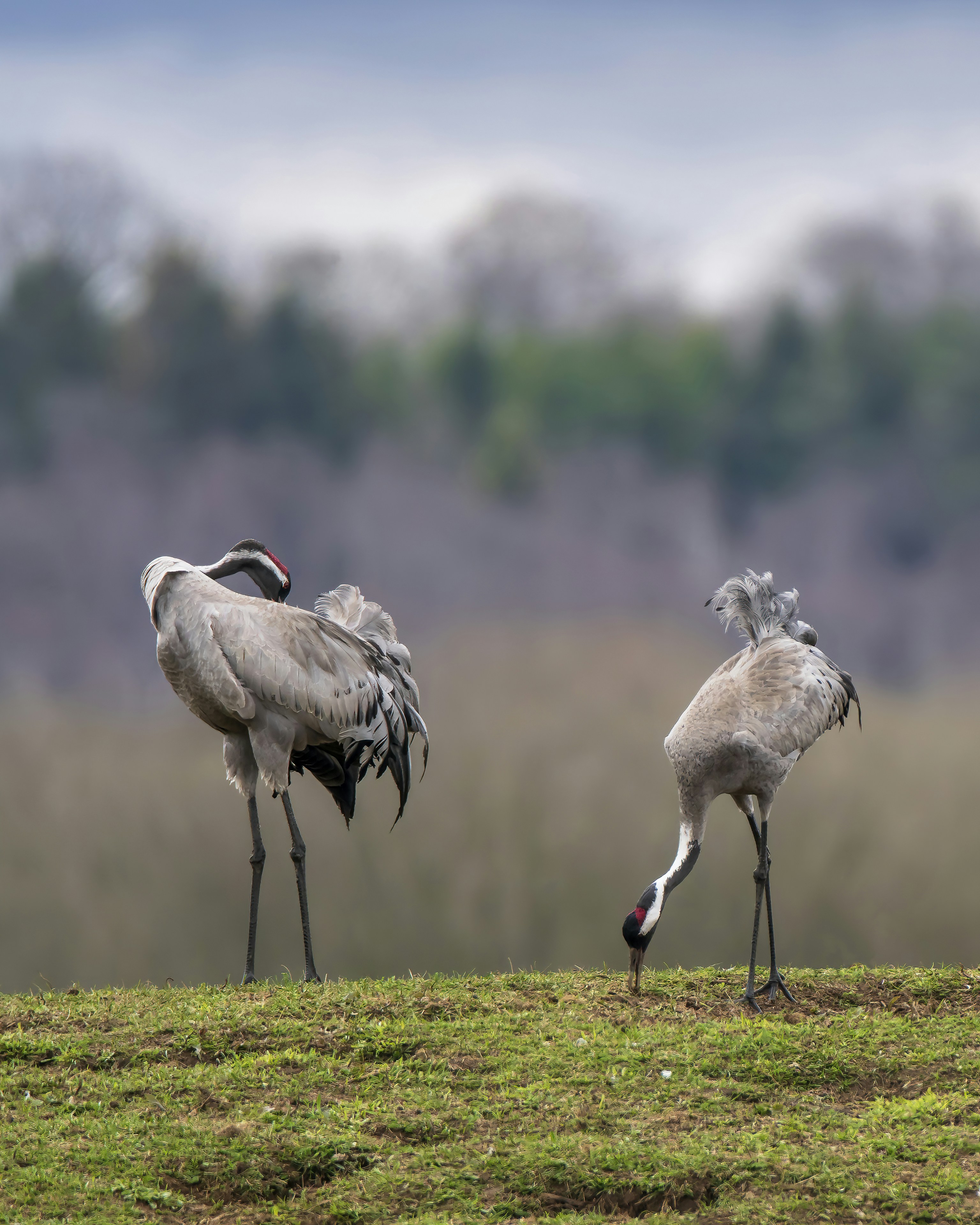 three white birds on green grass during daytime