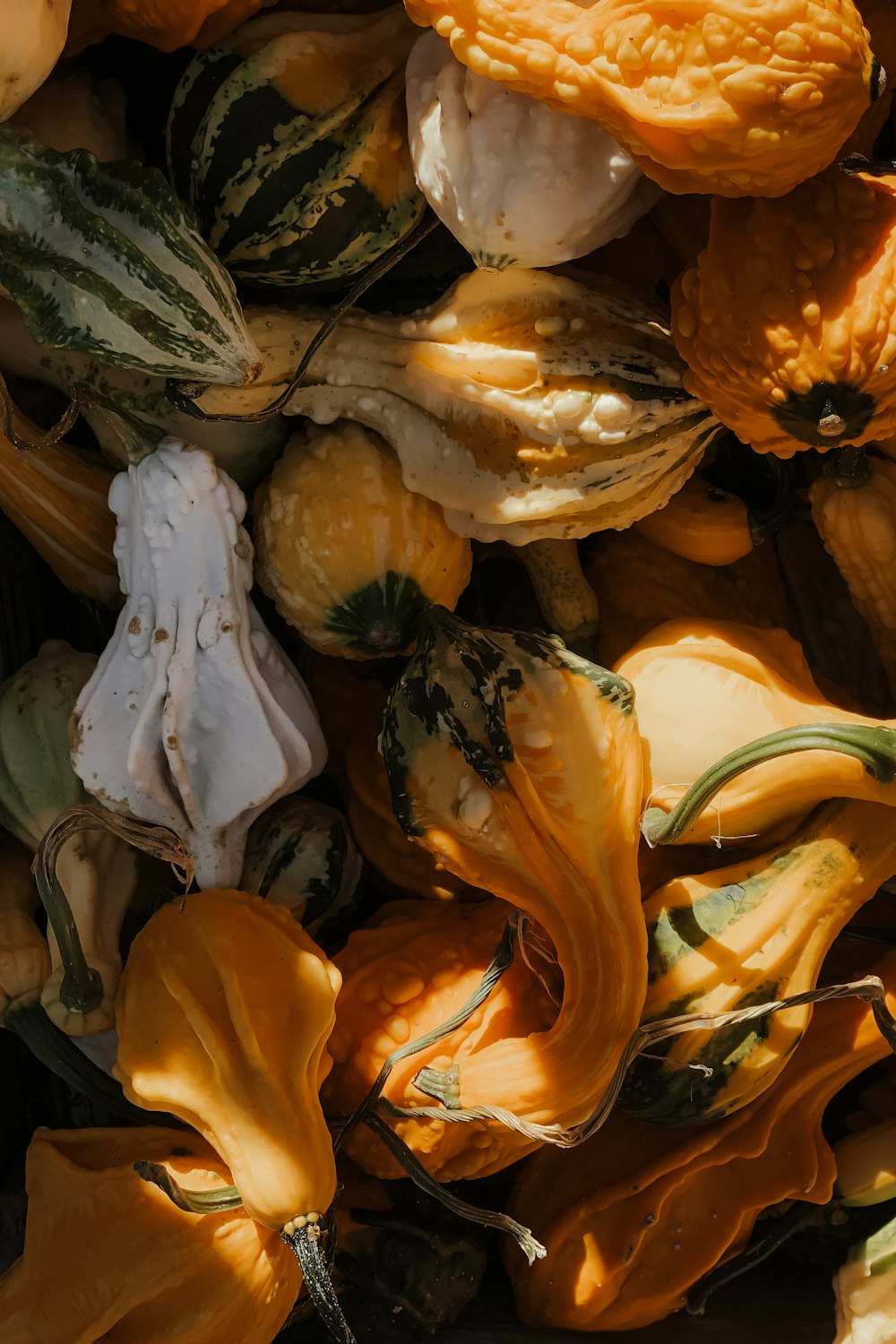 white and yellow flower petals