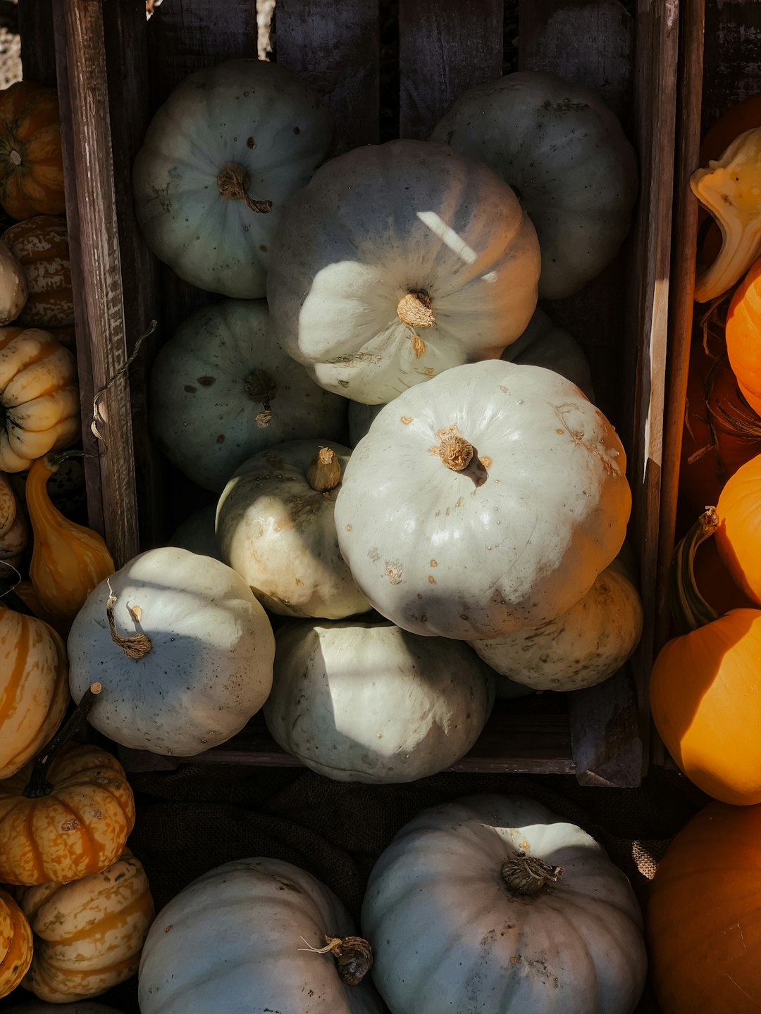white and gray pumpkins on brown wooden shelf