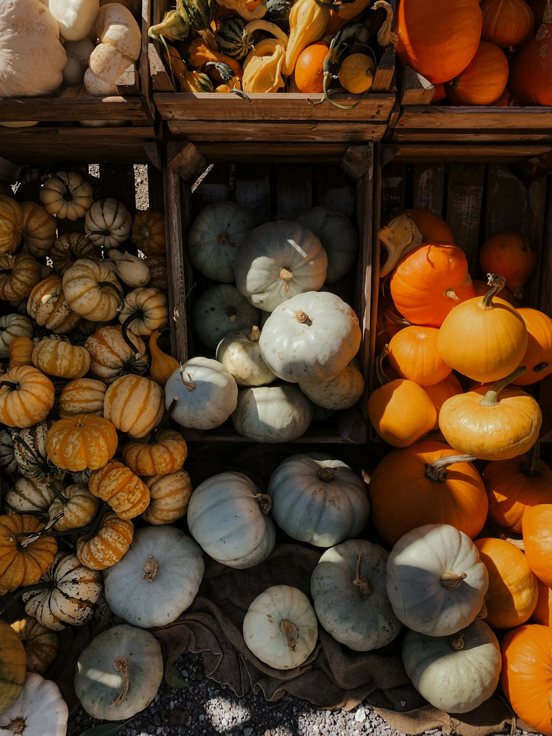 white and orange pumpkins on brown wooden crate