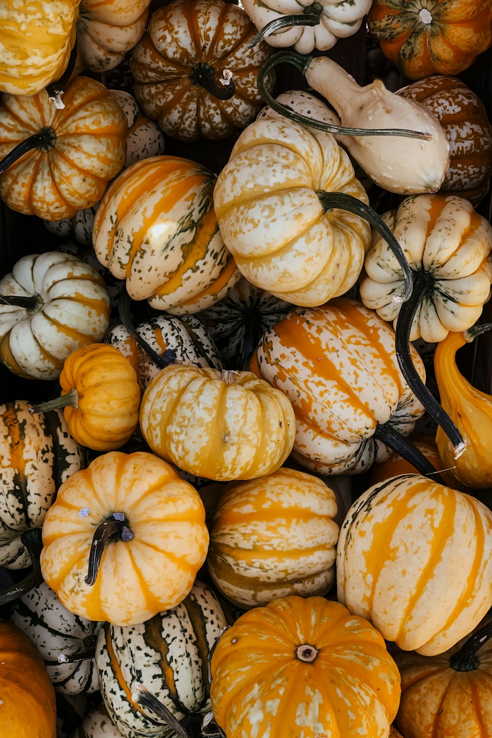 yellow and white pumpkin on brown wooden table