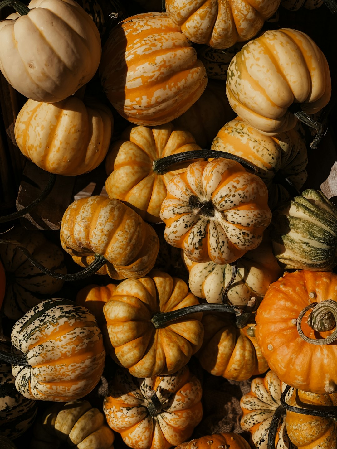 yellow and white pumpkin lot