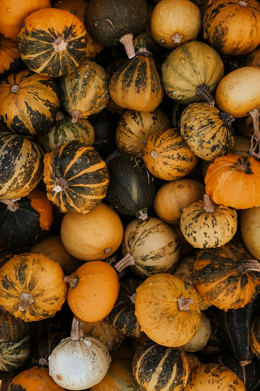 yellow and green pumpkin lot