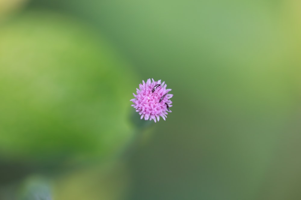 purple flower in tilt shift lens