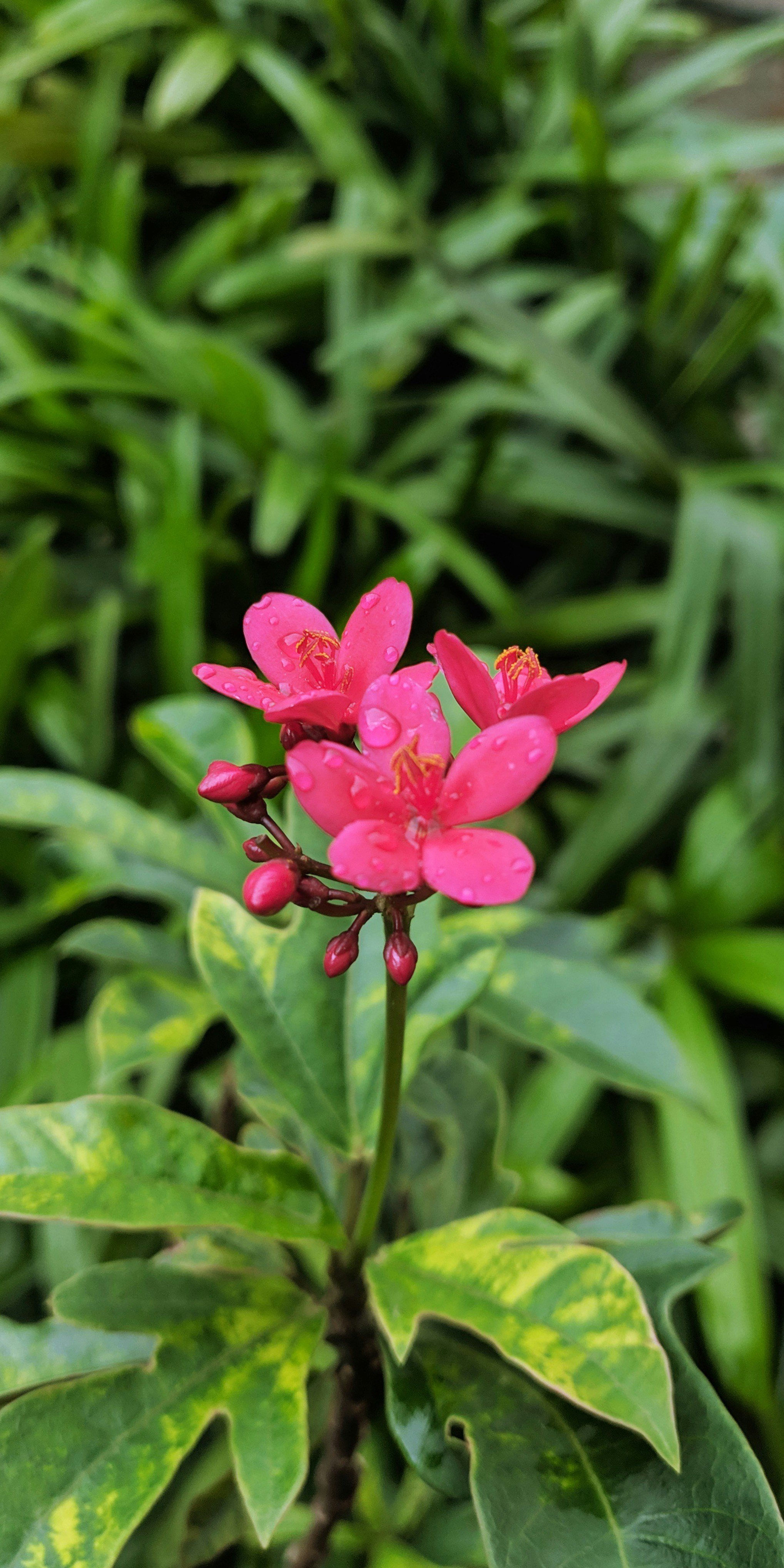 Small tropical cereus plant with vibrant pink flowers