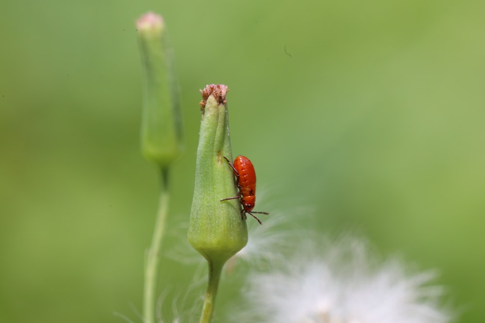 red seven spotted beetle perched on green stem