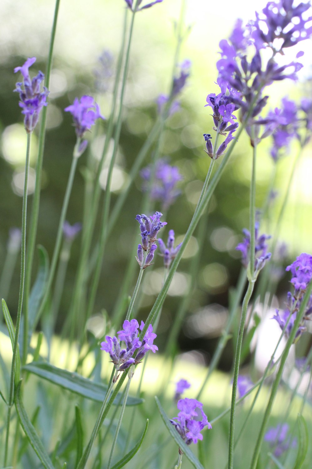 purple flower in tilt shift lens