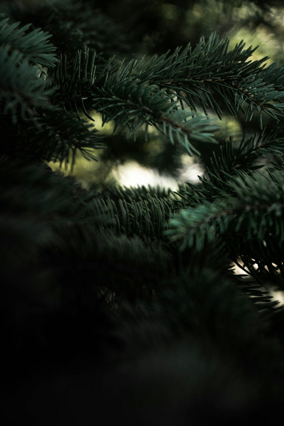 green pine tree in close up photography