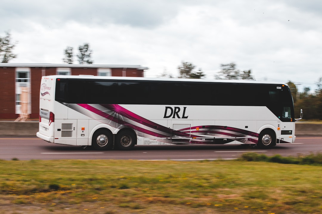 white and black bus on road during daytime