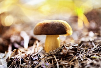 Close-up of delicate mushroom spores drifting through a softly lit forest floor.