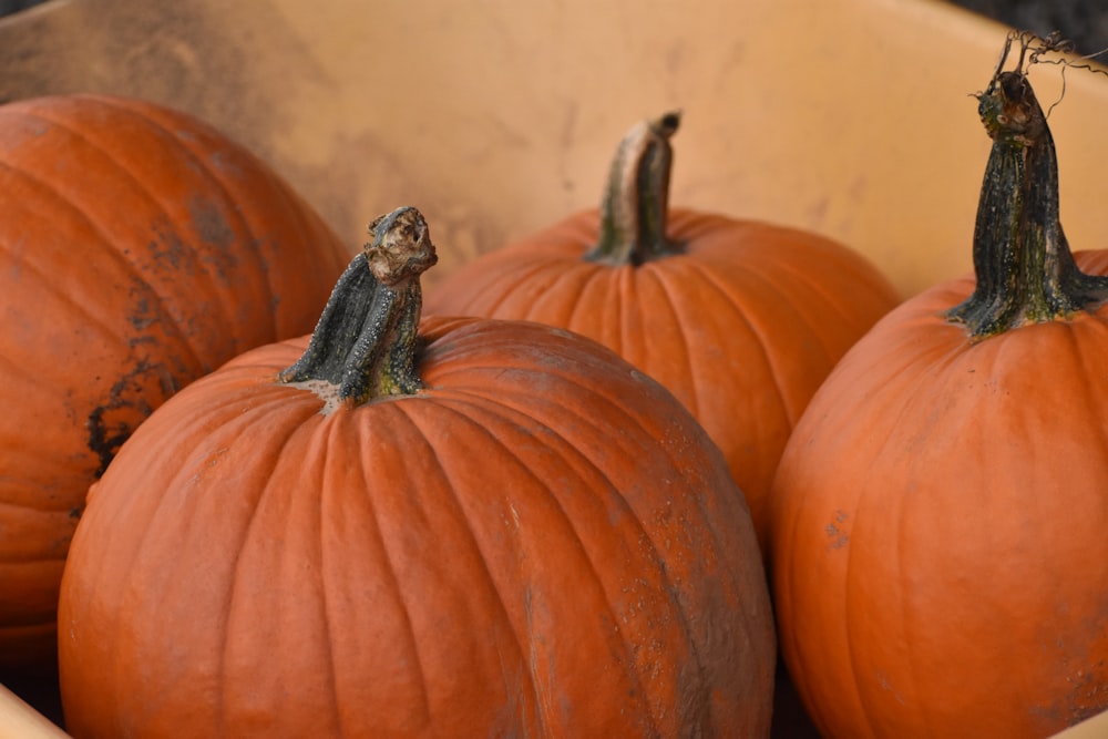 orange pumpkin on brown sand