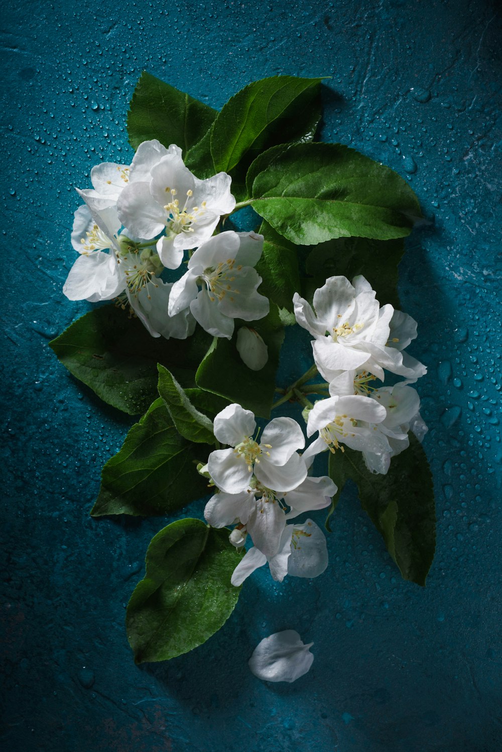 white flowers on blue body of water