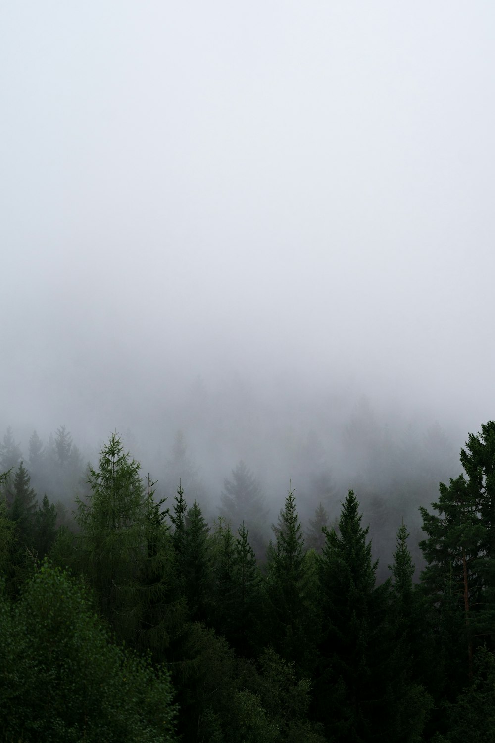 green pine trees covered with fog