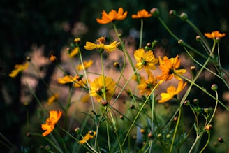 Close-up of Carin’s expressive oil painting capturing wildflowers swaying in the breeze