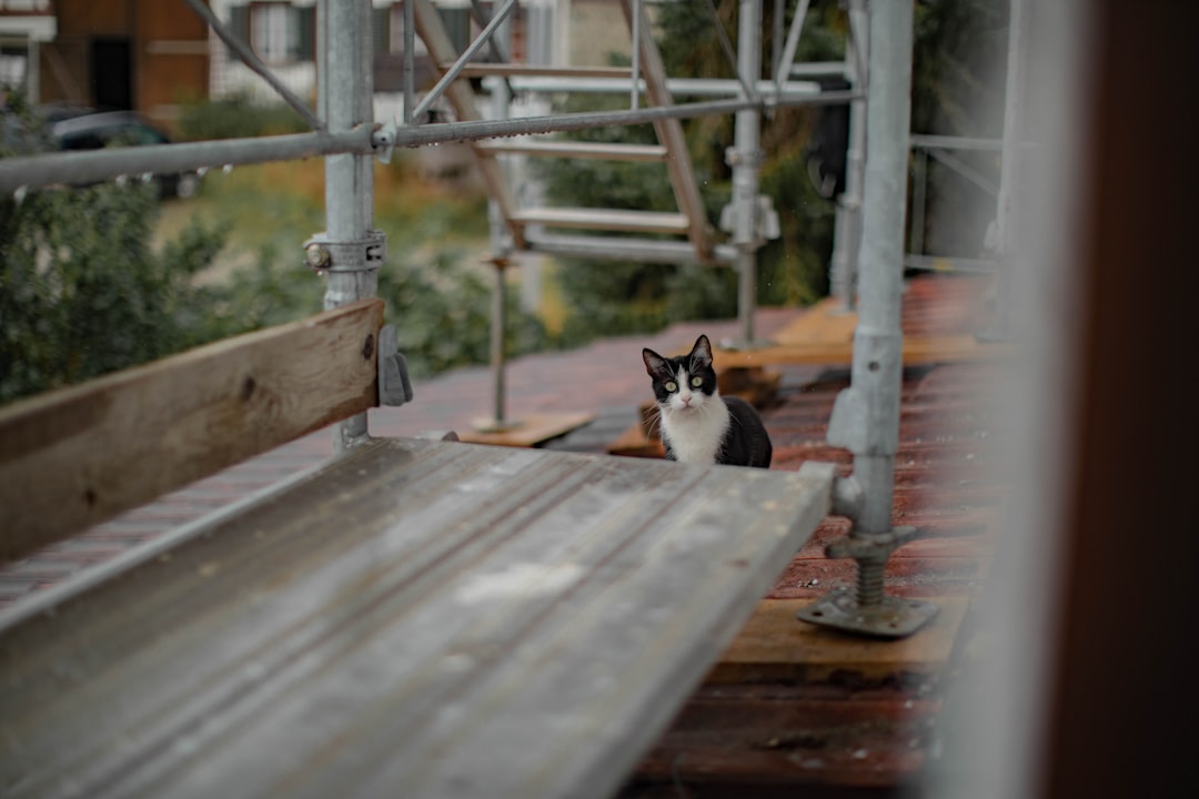 tuxedo cat on wooden plank