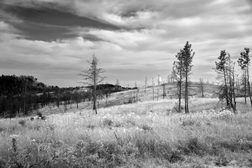 grayscale photo of bare trees on grass field