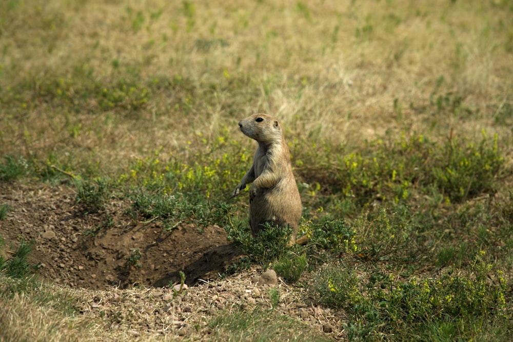 brown and black 4 legged animal on green grass field during daytime