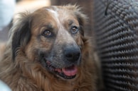 A fluffy brown dog with expressive eyes and a slightly open mouth sits adjacent to a woven texture surface.