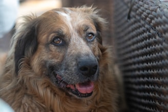 A fluffy brown dog with expressive eyes and a slightly open mouth sits adjacent to a woven texture surface.