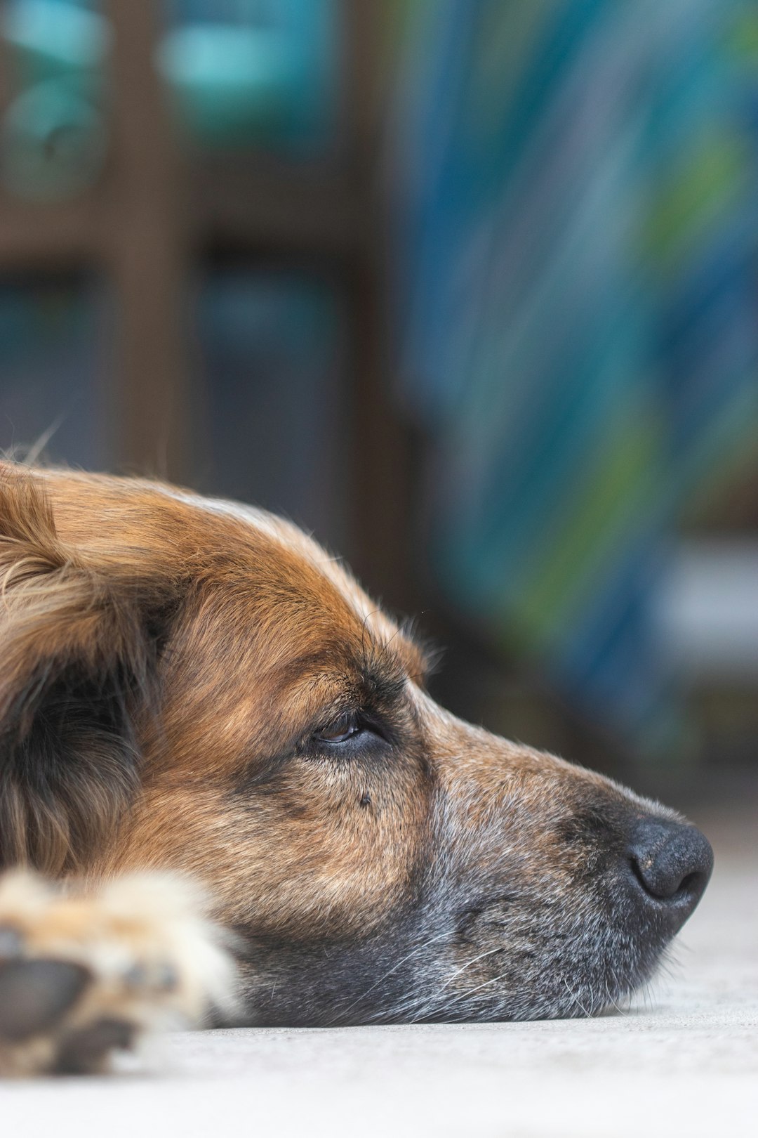 brown and white short coated dog