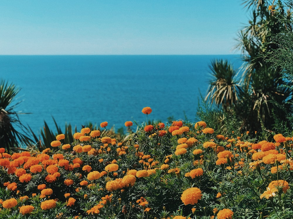 campo de flor de laranja perto do mar durante o dia