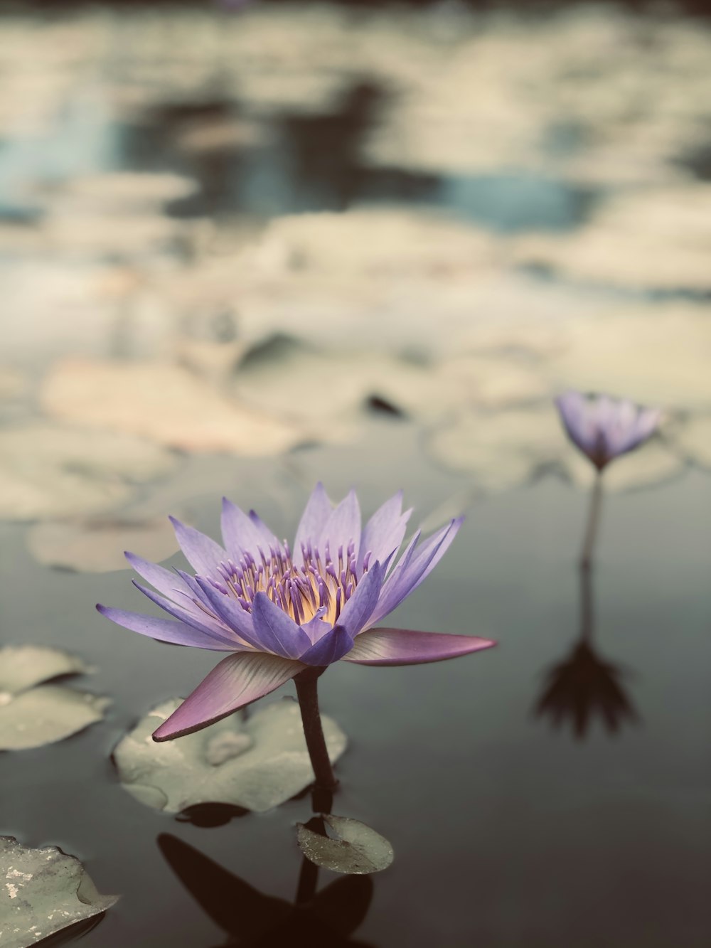 purple flower in tilt shift lens