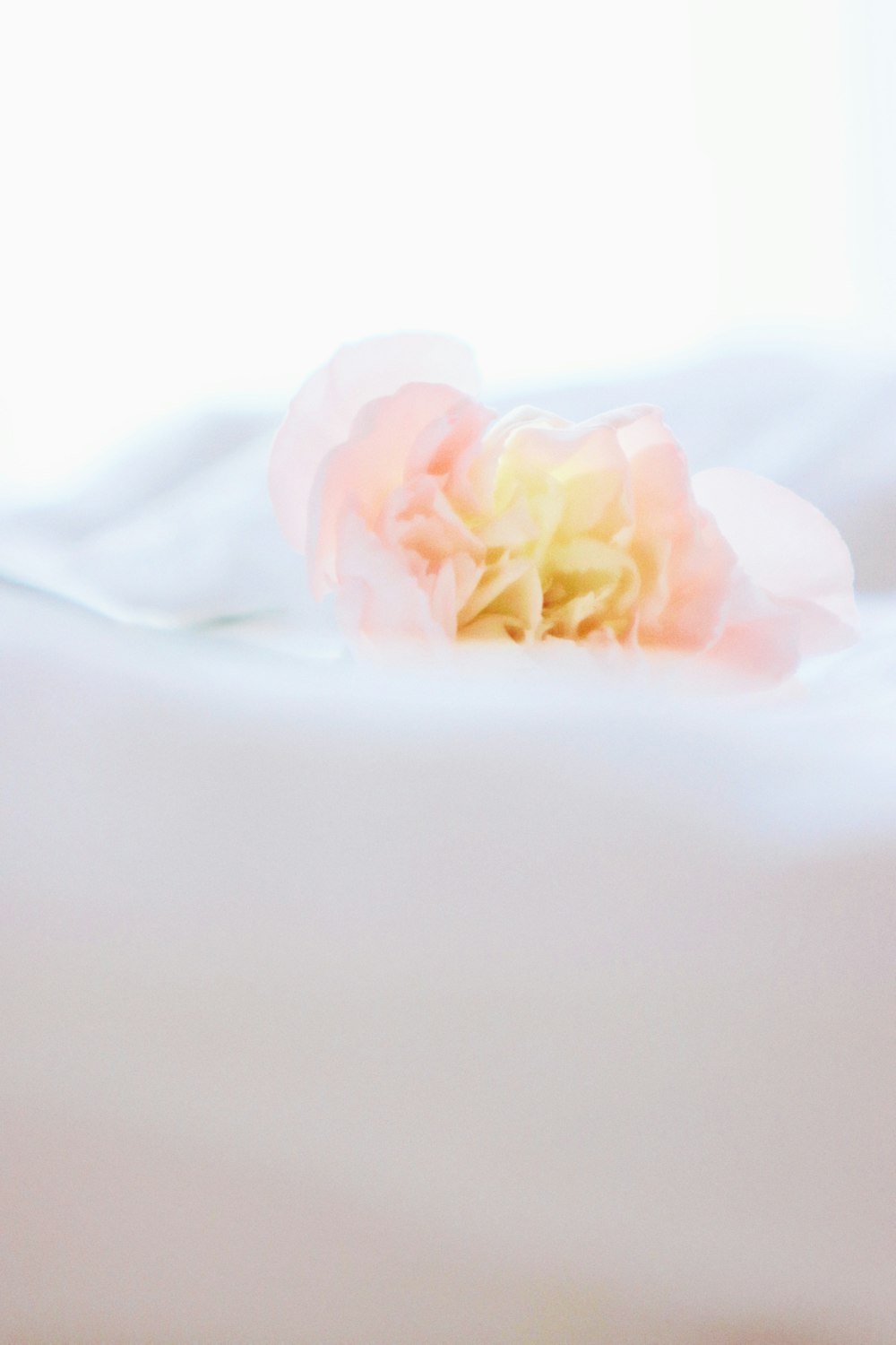 pink and white rose on white textile