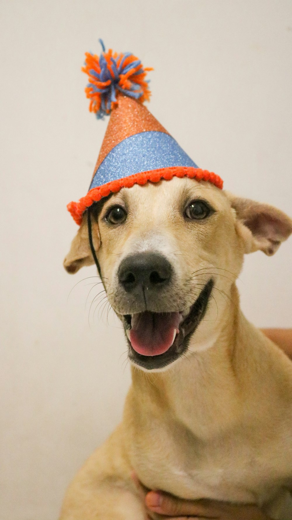 brown short coated dog wearing red and blue knit hat