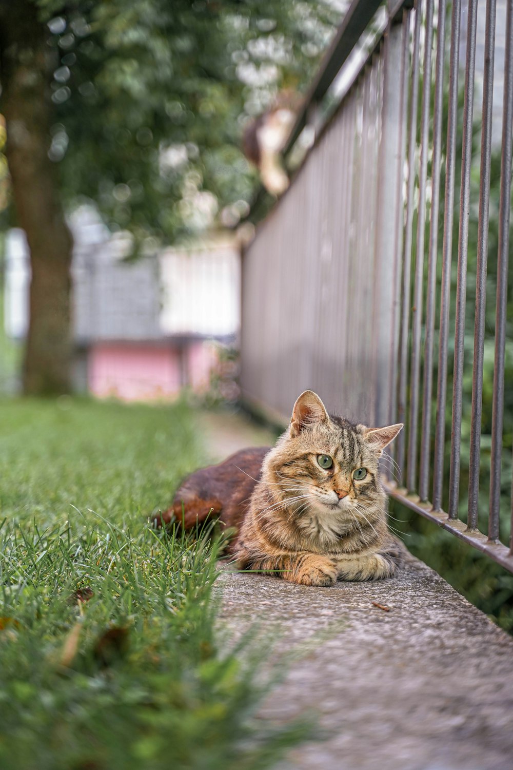 brown tabby cat on green grass field during daytime