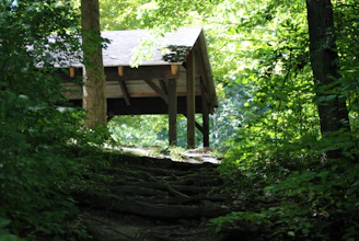 A warm, welcoming shelter entrance with sunlight filtering through trees, symbolizing safety and new beginnings.