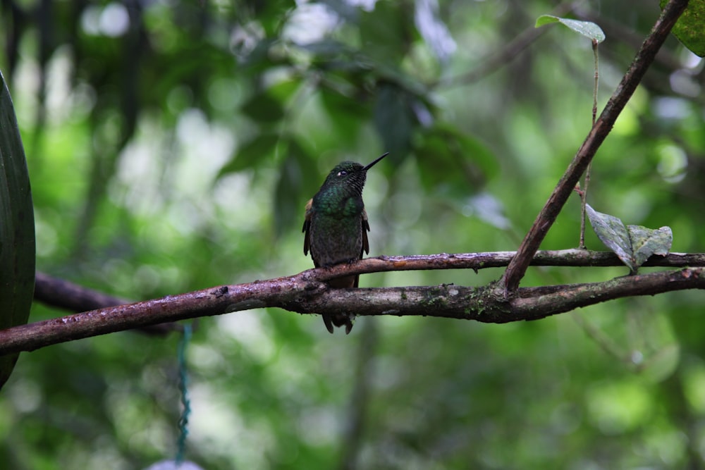 pájaro verde y negro en la rama marrón del árbol durante el día