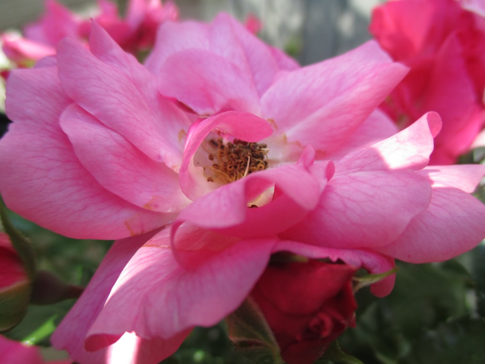 pink flower in tilt shift lens